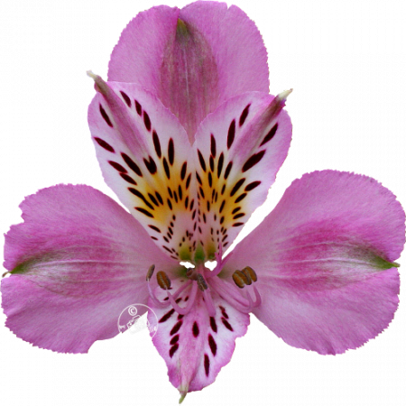 Duc d’Anjou ‚Charles‘