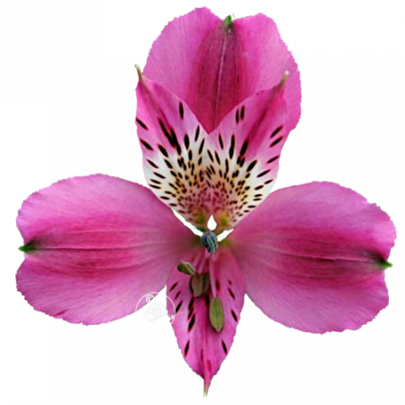 Duc d’Anjou ‚Edouard‘