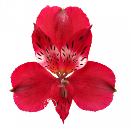 Duc d’Anjou ‚Emmanuel‘