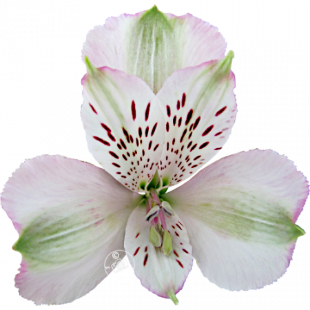Duc d’Anjou ‚Francois‘