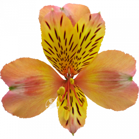 Duc d’Anjou ‚Henri‘