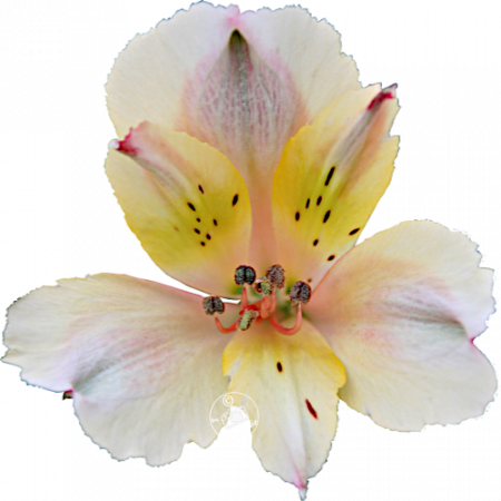 Duc d’Anjou ‚Jacques‘
