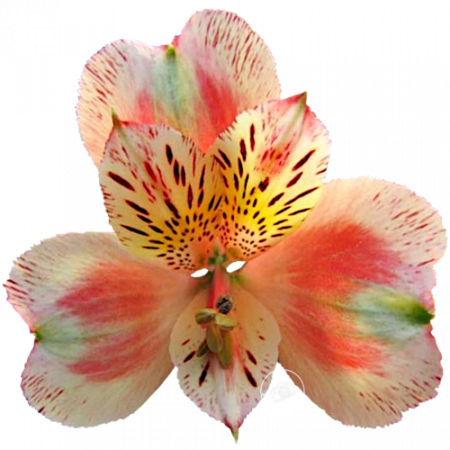 Duc d’Anjou ‚Jean‘