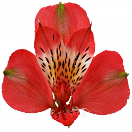 Duc d’Anjou ‚Louis‘