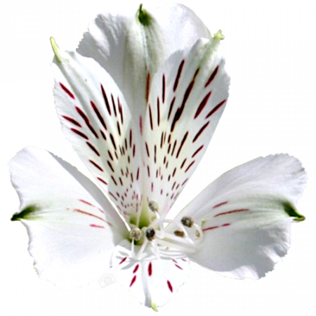 Duc d’Anjou ‚Mazette‘
