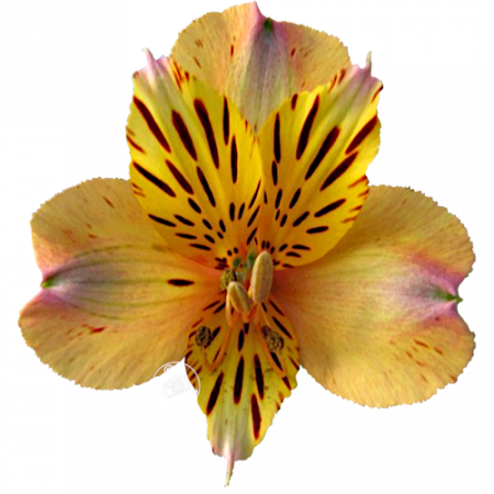 Duc d’Anjou ‚Nicolas‘