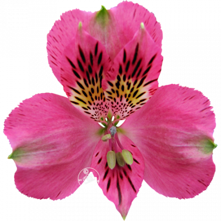 Duc d’Anjou ‚Philippe‘