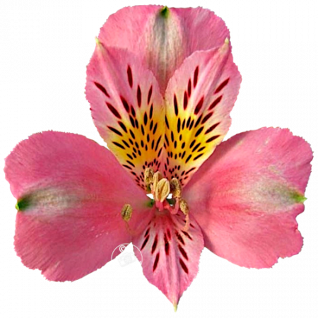 Duc d’Anjou ‚Pierre‘