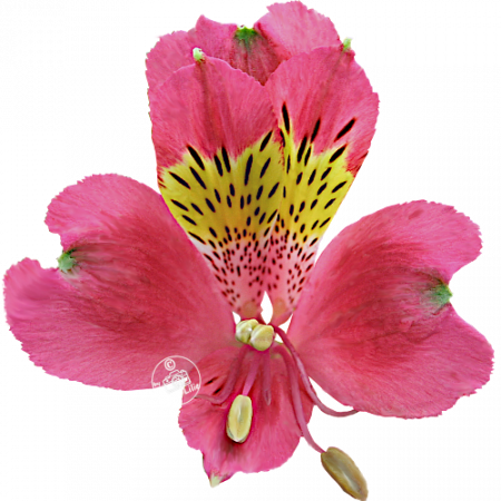 Duc d’Anjou ‚Rene‘