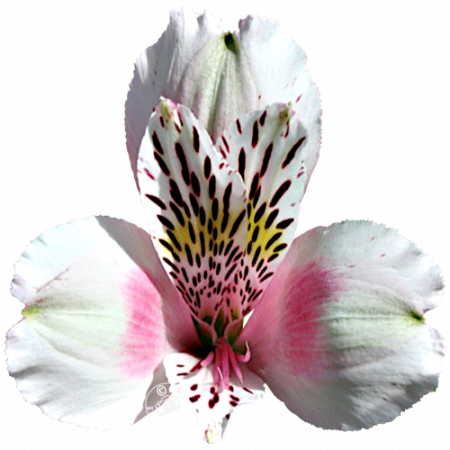 Duc d’Anjou ‚William‘