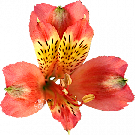 Duchesse d’Anjou ‚Alienor‘