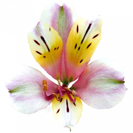 Duchesse d’Anjou ‚Anne‘