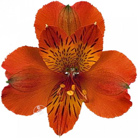 Duchesse d’Anjou ‚Béatrice‘