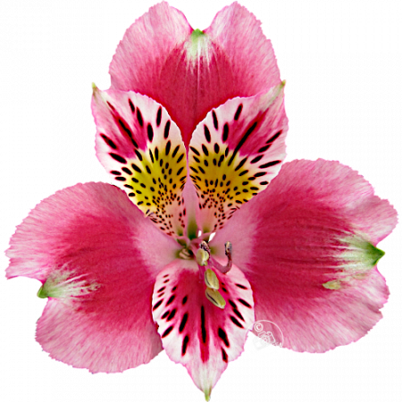 Duchesse d’Anjou ‚Caroline‘
