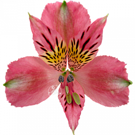 Duchesse d’Anjou ‚Christine‘