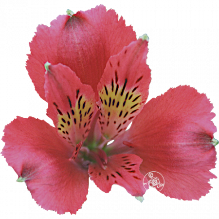 Duchesse d’Anjou ‚Diane‘
