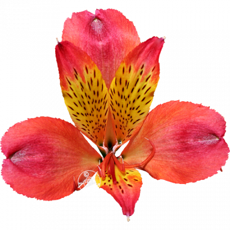 Duchesse d’Anjou ‚Dorothee‘