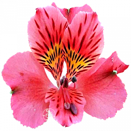 Duchesse d’Anjou ‚Elisabeth®‘