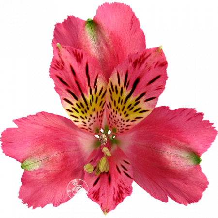 Duchesse d’Anjou ‚Isabelle‘