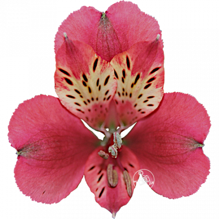 Duchesse d’Anjou ‚Josephine‘