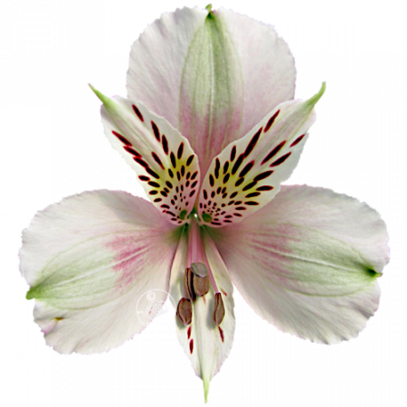 Duchesse d’Anjou ‚Louise‘