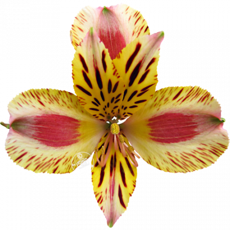 Duchesse d’Anjou ‚Marguerite‘