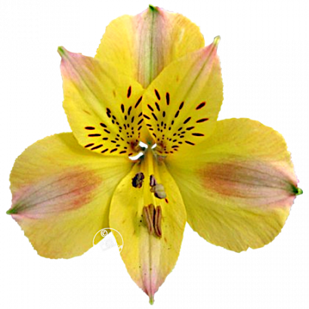 Duchesse d’Anjou ‚Marie‘