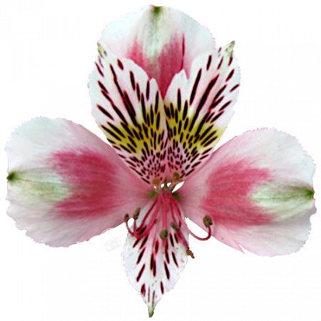 Alstroemeria Duchesse d’Anjou ‚Mathilde‘