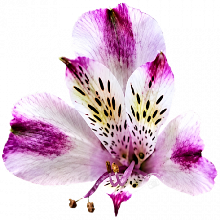 Duchesse d’Anjou ‚Valentine‘