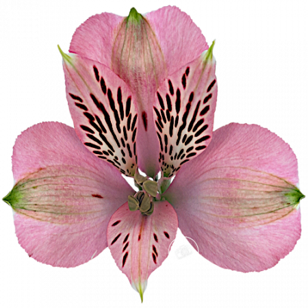 ‚Elegance‘