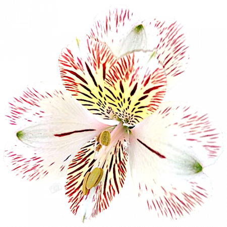 ‚Elvira‘