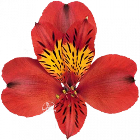 ‚Etna‘